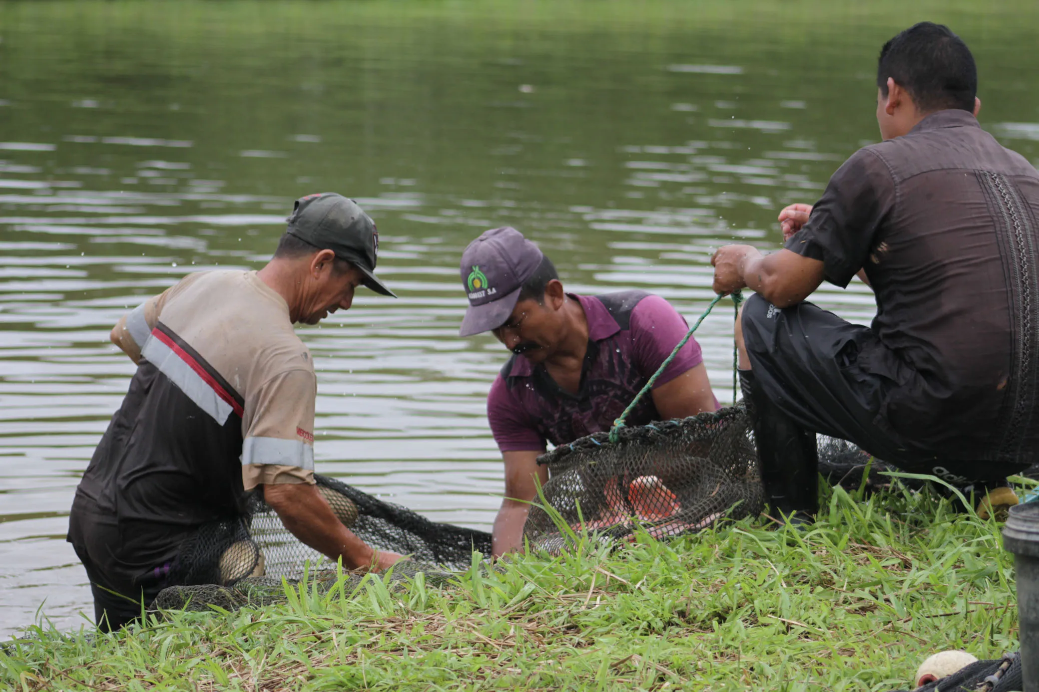 Cosecha de tilapia en las piscinas amazónicas de Agroindustrias González