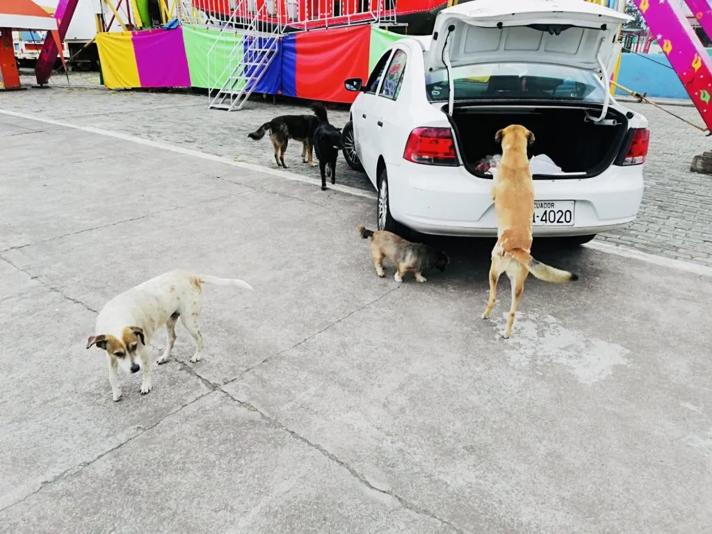 Perros callejeros alimentados durante una entrega de la fundación
